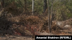 Ботаникалык бактын ичи. 2025-жылдын 28-июлу.