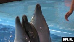 Иллюстративное фото. В дельфинарии. 