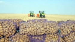 Diňle: Suw ýetmezçiligi ýazlyk ýeralmalaryň ideg işlerini bökdeýär
