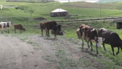 Խոշոր եղջերավոր կենդանիների գլխաքանակը շարունակում է նվազել. ֆերմերները դժգոհում են