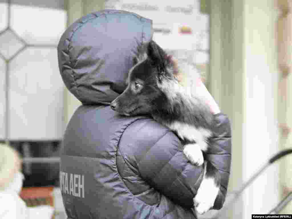 Домашні улюбленці складно переносять дорогу і здебільшого перелякані