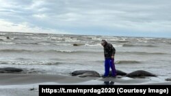 The authorities in the Russian region of Daghestan said that it's still unclear what caused the animals' deaths, but they likely died of natural causes.