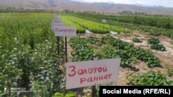 Сүрөттө Алибек Алышпаевдин көчөтканасы. 