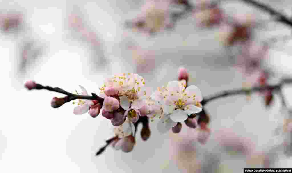 Өрүк гүлү, Баткен. 21-март, 2022-жыл.