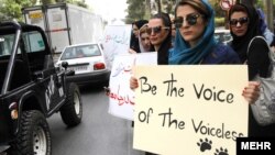  ادامه اعتراض به سگ کشی در شيراز