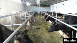 A cattle farm in Armenia