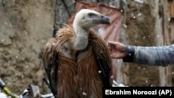 Ооганстанды байырлаган жору. 