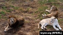 Леви у сафарі-парку «Тайган», архівне фото