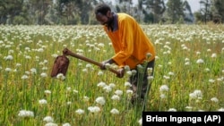 A farmer removes weeds with a hoe at a flower plantation near Nairobi, Kenya. Russia's war in Ukraine has pushed up fertilizer prices that were already high, made scarce supplies rarer still, and squeezed farmers, especially those in the developing world struggling to make a living.