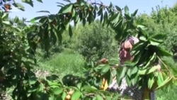 Занони Вахш ҷойи кор меофаранд