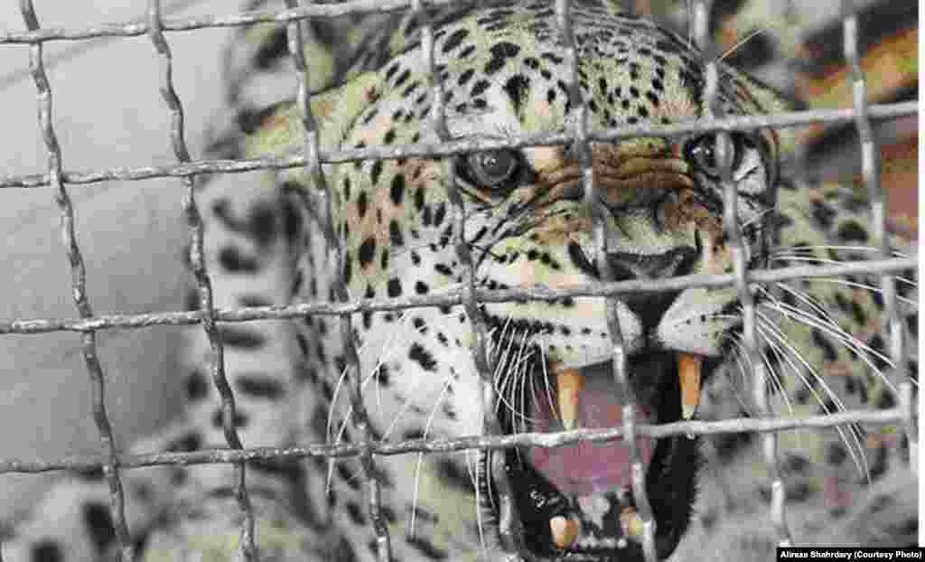 ریکا، پیش از بیهوشی