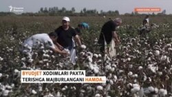 Пахта 2022: “Еганимиз тарвуз билан нон”