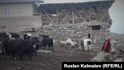 Иллюстрациялык сүрөт.