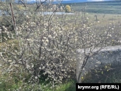Цвітіння терену. Білогірськ, Крим, жовтень 2025 року