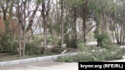 Поламані внаслідок поривів вітру дерева