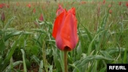 Қызыл төбешіктегі грейг қызғалдағы. Түркістан облысы, сәуір 2009 жыл. 
