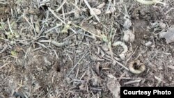 Күздүк үкүчө курту. Токтогул району. 