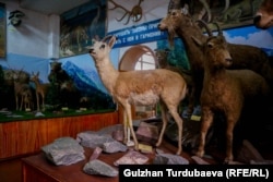 Аркар менен жейрендин кеби. Жейрен Кыргызстандагы жок болуп бара жаткан жаныбар.