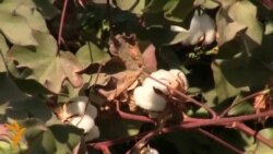 Пахтачинӣ давом дорад.