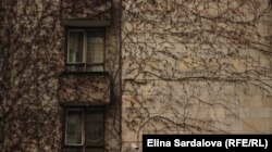 Зрізаний всохлий виноградник на стінах будівлі