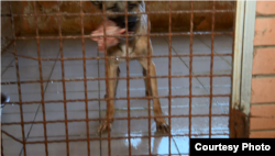 Мокра підлога у притулку