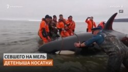 В Магадане спасли косатку