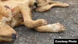 Some 60 dogs were found dead and mutilated at the shelter in December. 