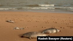 Каспийские тюлени или нерпы считаются эндемиком Каспийского моря и, как исчезающий вид занесены в Красную книгу Туркменистана. В 2008 году также были включены в Красную книгу Международного союза охраны природы.