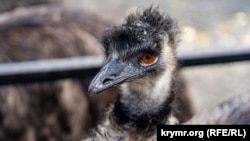 По информации собственника парка львов «Тайган» Олега Зубкова реабилитационный центр закрыли в связи с отсутствием новых поступлений птиц