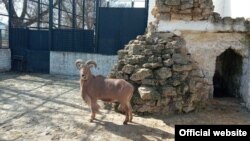 Заповідник «Асканія-Нова» під час війни живе переважно за рахунок спонсорів та пожертв 