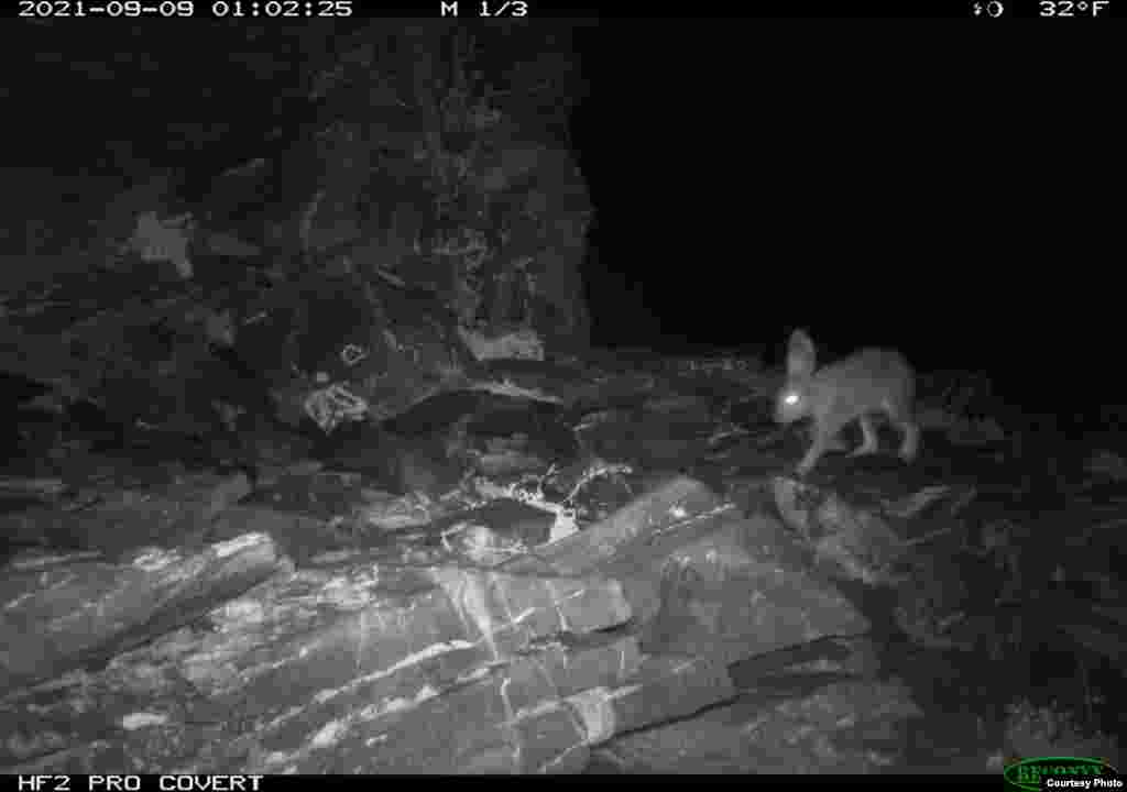 Бийик тоодогу коён