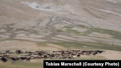 Стадо овец на Большом Памире. Фото Тобиаса Маршалла. 2017 год.