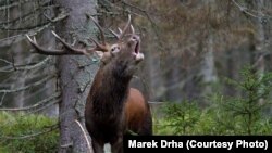 Шумаўскі чырвоны алень