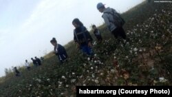     Туркменистана. Принудительный труд на хлопковых полях Туркменистана.