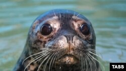 Тюлень / Иллюстративное фото