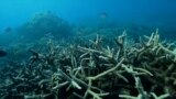 Global coral bleaching has now hit 84% of ocean's reefs in biggest-ever event