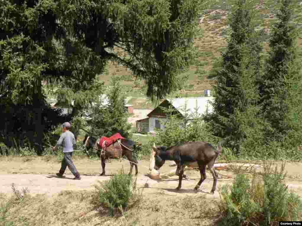 Кыргызстан. Зимняя заготовка летом