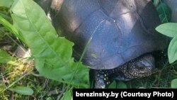 Эўрапейская балотная чарапаха, знойдзеная ў Бярэзінскім запаведніку