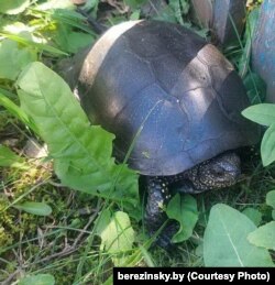 Эўрапейская балотная чарапаха, знойдзеная ў Бярэзінскім запаведніку 3 ліпеня 2025 году