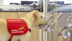 Собака тренується виявляти хвороби або інфекції у людей