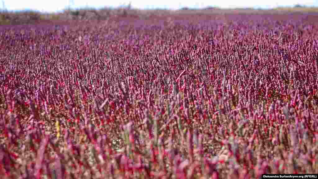 Havuznıñ yanında qoyu qırmızı alan bar. Bu ösümlik tuzlu göllerniñ kenarında öse