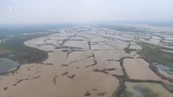 Сузакта күрүч эгилген жерди сел жууп кетти