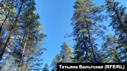 Лес в Гатчинском районе