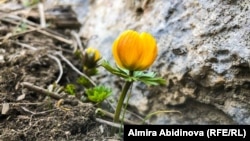 Сулайман-Тоодогу жаз. Иллюстрация.