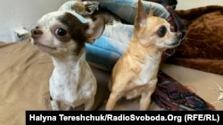 Їх чекають у Польщі