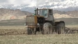 Нарында буудай аянттары көбөйдү