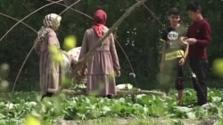 Араван: капустадан киреше тапкан дыйкандар