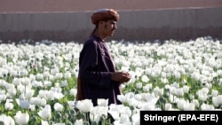 Апийим айдалган талаадагы дыйкан. Кандагар, Ооганстан. 15-март, 2022-жыл. 