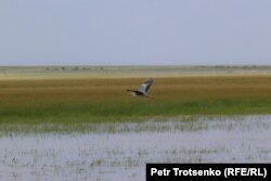 Көк кытан “Алтын Дала” коругундагы көлдүн үстүнөн учуп баратат. Костанай облусу, 2022-жыл, 18-июнь