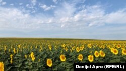 Иллюстратив фото